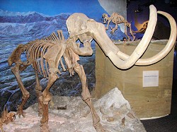 A steppe mammoth (an extinct species of elephant) is one of the attractions at the museum.